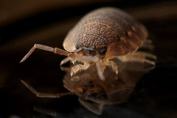 PEST CONTROL ST ALBANS, Hertfordshire. Services: Bed Bug Pest Control. Our team provides safe and efficient bed bug pest control services to ensure your peace of mind.