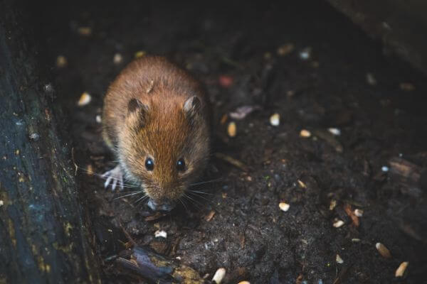 PEST CONTROL ST ALBANS, Hertfordshire. Services: Mouse Pest Control. Our mouse pest control services are customized to your specific needs and property type.