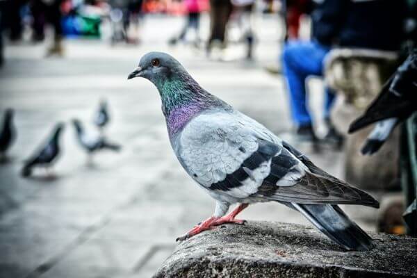 PEST CONTROL ST ALBANS, Hertfordshire. Services: Pigeon Pest Control. Our pigeon pest control services are tailored to meet the unique needs of your property and provide a lasting solution to your pest problems.