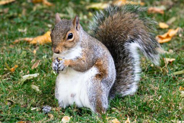 PEST CONTROL ST ALBANS, Hertfordshire. Services: Squirrel Pest Control. Don't let squirrels cause damage to your property - let our expert squirrel pest control services handle the problem.